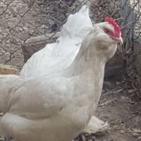 تخم مرغ مرندی سفید و چیل|حیوانات مزرعه|اراک, |دیوار