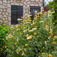 سوییت اقامتی در باغ ویلا مهریز|اجارهٔ کوتاه مدت ویلا و باغ|مهریز, |دیوار
