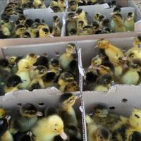 فروش جوجه رنگی اردک مرغ محلی گلپایگان بلدرچین|حیوانات مزرعه|تهران, شریف‌آباد|دیوار
