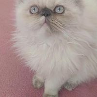 بچه گربه ی پرشین هیمالین چشم ابی|گربه|زنجان, |دیوار