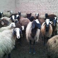 *فروش وارسال گوسفند زنده بهداشتی باپلاک سلامت|حیوانات مزرعه|مشهد, کشاورز|دیوار