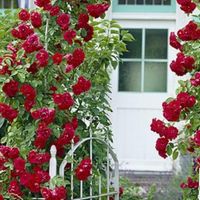 انجام کلیه خدمات باغبانی وسم پاشی|خدمات باغبانی و درختکاری|مشهد, کوشش|دیوار