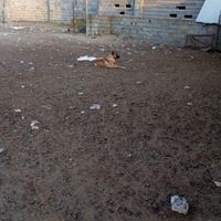 پژدر عراقی|سگ|نکا, |دیوار