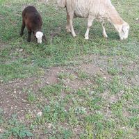 قوچ گله    ویک گوسفند با بره|حیوانات مزرعه|اهر, |دیوار