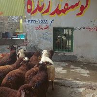 گوسفند پرواری کل کرج زنده|حیوانات مزرعه|کرج, ملارد|دیوار