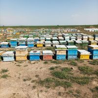 فروش زنبور|عمده‌فروشی|قزوین, |دیوار