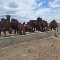 بخش گوشت تازه شتر کوهان شیر مغز جگر دل وقلوه قلم و|خدمات پذیرایی، مراسم|تهران, باغ فیض|دیوار