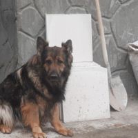 دوقلاده ژرمن نروماده اصیل شجره دار|سگ|تبریز, |دیوار