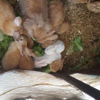 خرگوش جرسی کوچیک|موش و خرگوش|شیروان, |دیوار