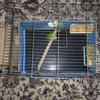طوطی برزیلی|پرنده|تهران, کاروان|دیوار