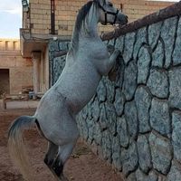 اسب نریان عرب|اسب و تجهیزات اسب‌سواری|تهران, چیتگر|دیوار