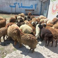 گوسفند زنده افشار مغان محمدشهر|حیوانات مزرعه|ماهدشت, |دیوار