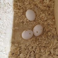 تخم طوطی عروس هلندی|پرنده|رشت, امام حسین|دیوار