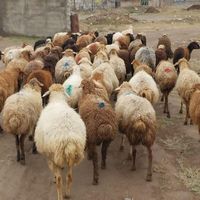 دام زنده بیواسطه بره پروار چریده ییلاق «صداقت دام»|حیوانات مزرعه|تهران, شهرک پرواز|دیوار