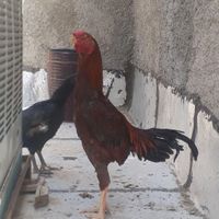 مرغ  و خروس لاری|حیوانات مزرعه|تهران, بازار|دیوار