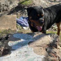 سگ روتوایلر نر و‌ماده|سگ|کرج, کلاک نو|دیوار