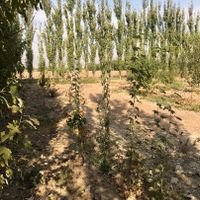 باغچه ۱۰۰۰ متری در قاسم آباد تهرانچی|فروش زمین و کلنگی|تهران, کاروان|دیوار