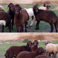 خریدار گوسفند و بز داشتی|حیوانات مزرعه|نکا, |دیوار