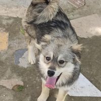 توله سگ اشپیتز پامر 5 ماهه|سگ|نوشهر, |دیوار