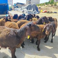 گوسفند زنده جهت قربانی به کل نقاط شهرقدس باقصاب|حیوانات مزرعه|قدس, |دیوار