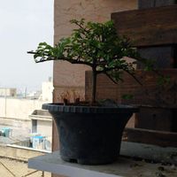 بونسای بنسای نارون سیجو|گل و گیاه طبیعی|تهران, سوهانک|دیوار