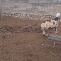 شیشک قوچ خال سیاه پلنگی لخت لخت پوست گاوی اصل|حیوانات مزرعه|مشهد, شهرک شهید رجایی|دیوار