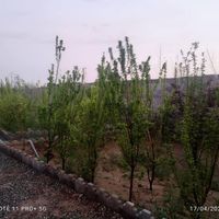 باغ وباغچه ۱۴۰متری ،بدون حق کمیسیون|فروش زمین و کلنگی|تهران, امیریه|دیوار