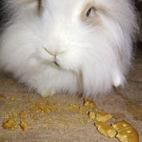 خرگوش فلت لاین پشمالو هلندی|موش و خرگوش|تهران, زینبیه|دیوار
