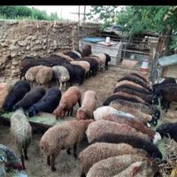 گوسفند و بره ریز ودورشت پروار در زنده|حیوانات مزرعه|تهران, پاسداران|دیوار
