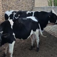 گوساله نر|حیوانات مزرعه|یزد, |دیوار