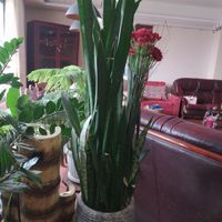 گل سانسوریا|گل و گیاه طبیعی|مشهد, هفت تیر|دیوار