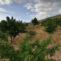 فروش زمین باغی و انگوری حومه شیراز|فروش زمین و کلنگی|شیراز, کفترک|دیوار