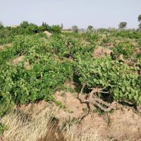 باغ انگور سند تک برگ|فروش زمین و کلنگی|تهران, چیذر|دیوار