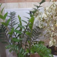 فروش سه عدد گل|گل و گیاه طبیعی|بانه, |دیوار