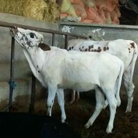 گوساله برای کوشتار|حیوانات مزرعه|مشهد, موسوی قوچانی|دیوار