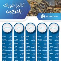 دان بلدرچین|عمده‌فروشی|تهران, توحید|دیوار