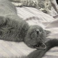 گربه نژاد اسکاتیش تریپل فولد|گربه|تهران, اکباتان|دیوار