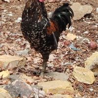 مرغ خروس لری گلین اصیل وجوان|حیوانات مزرعه|ابریشم, |دیوار