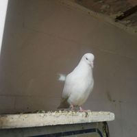 کبوتر|پرنده|اصفهان, محمدآباد|دیوار