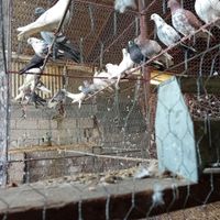 کبوتر های پرشی و ساعتی نر و ماده|پرنده|بابل, |دیوار