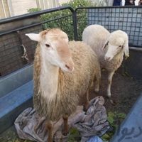 گوسفند زنده 100%100سالم باپلاک بهداشتی درب منزل|حیوانات مزرعه|تهران, سبلان|دیوار