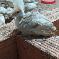 جوجه بوقلمون|حیوانات مزرعه|گرگان, |دیوار