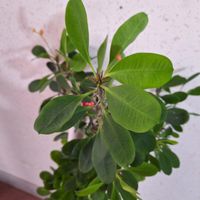 گل مرجان|گل و گیاه طبیعی|اصفهان, خانه اصفهان|دیوار