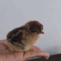 تخم مرغ گلپایگانی نطفه دار|حیوانات مزرعه|لولمان, |دیوار