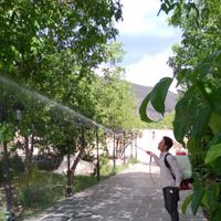 باغبانی و سمپاشی پایتخت 100٪تضمینی|خدمات باغبانی و درختکاری|تهران, سیدخندان|دیوار