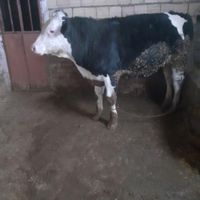 یک عدد گوساله نر ۹ ماهه|حیوانات مزرعه|نورآباد, |دیوار
