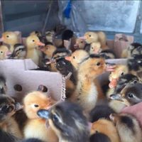 جوجه محلی اردک جوجه رنگی جوجه گوشتی گردن لختی|حیوانات مزرعه|کرمانشاه, |دیوار