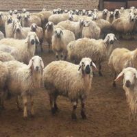 گوسفند زنده شهران کن پونک صادقیه ستارخان آزادی|حیوانات مزرعه|تهران, زعفرانیه|دیوار