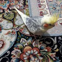 جفت عروس هلندی خوشگل|پرنده|تهران, شهرک تختی|دیوار