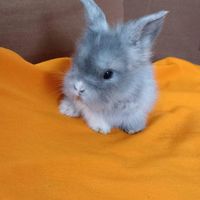 فروش کلی خرگوش لوپ|موش و خرگوش|مشهد, سلام|دیوار